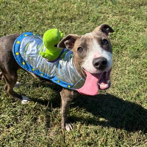 Emmie, Terrier, young, available for adoption