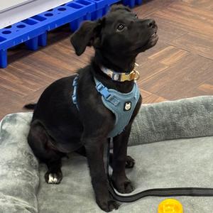 Margaret, Mixed Breed (Medium), puppy, available for adoption