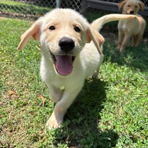 James, Husky, puppy, available for adoption