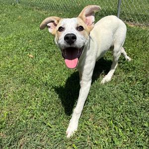 Button, Retriever, Labrador, young, available for adoption