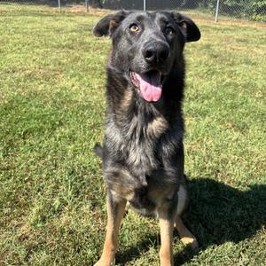 Amaranth, Shepherd, German, adult, available for adoption