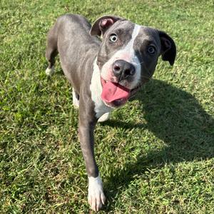 Rowan, Terrier, American Pit Bull, young, available for adoption