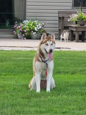 Jake, Husky / Mixed Breed, adult, available for adoption