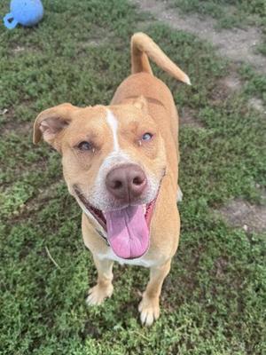 A brown and white dog with a happy expression, standing on grass.