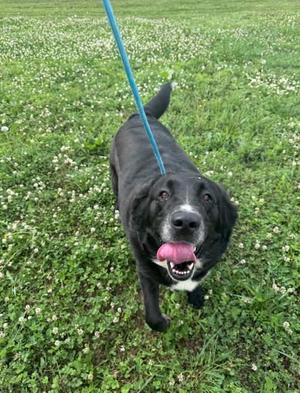 Jane, Saint Bernard / Labrador Retriever, adult, available for adoption