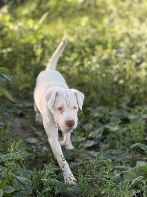 Elise, Shar-Pei / Cavalier King Charles Spaniel, adult, available for adoption