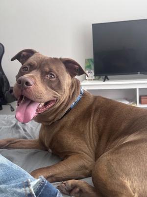 *HORATIO, American Pit Bull Terrier, adult, available for adoption