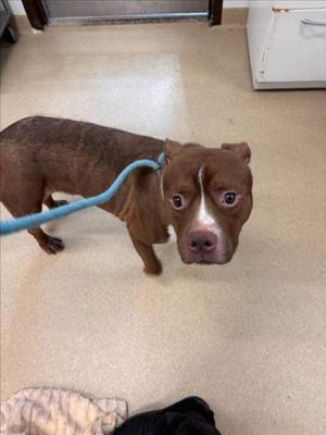 A brown dog with a blue leash standing on a beige floor, looking directly at the camera.