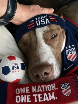 *BRYAN, American Pit Bull Terrier, adult, available for adoption