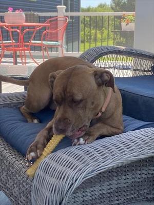 *STARR, American Pit Bull Terrier, adult, available for adoption