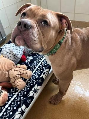 *JENGA, American Bulldog, adult, available for adoption