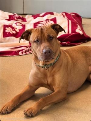 *ARNOLD, Black Mouth Cur / Chinese Shar-Pei, adult, available for adoption