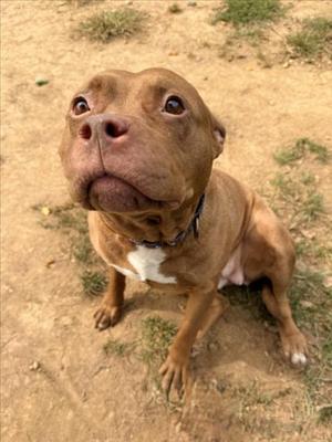 *EPOXY, American Pit Bull Terrier, senior, available for adoption