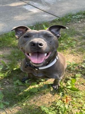 *HIELO, American Pit Bull Terrier, adult, available for adoption