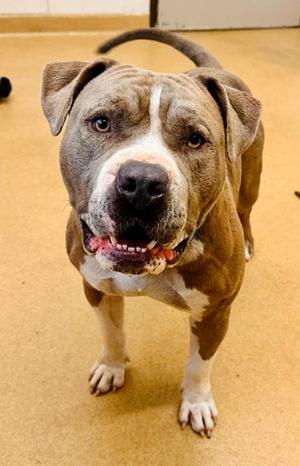 *JUICE, American Bulldog / American Pit Bull Terrier, adult, available for adoption
