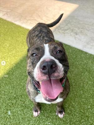 *ARVEE, American Pit Bull Terrier, adult, available for adoption