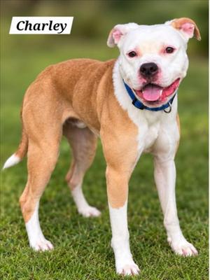 *CHARLEY, American Pit Bull Terrier, young, available for adoption