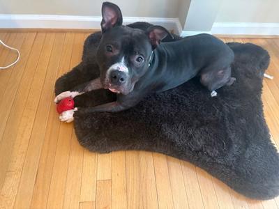 *FRED, American Pit Bull Terrier, adult, available for adoption