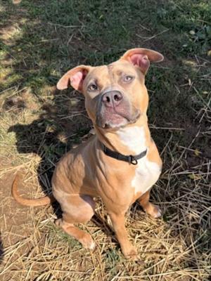 *CELINE, American Pit Bull Terrier, adult, available for adoption