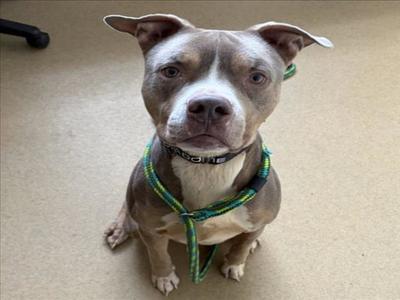 *DOBIE, American Pit Bull Terrier, adult, available for adoption