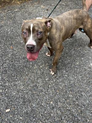 *FINNEGAN, American Pit Bull Terrier, young, available for adoption