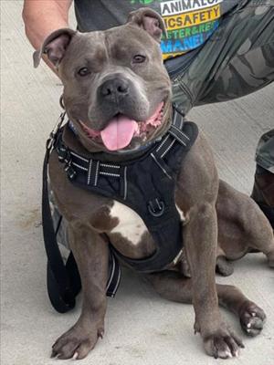 *JUMBOTRON, Staffordshire Bull Terrier, adult, available for adoption