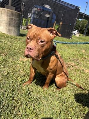 *BATTY, American Pit Bull Terrier, adult, available for adoption