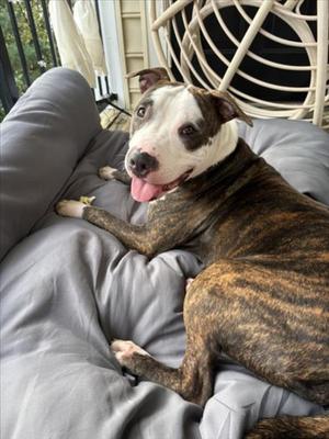 *BRUYES, American Pit Bull Terrier, young, available for adoption