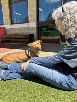 *ROSIE, American Pit Bull Terrier / Chinese Shar-Pei, adult, available for adoption