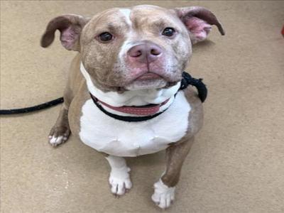 *CHU CHU, American Pit Bull Terrier, adult, available for adoption