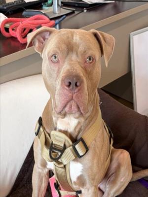 *GRIMACE, American Pit Bull Terrier, adult, available for adoption