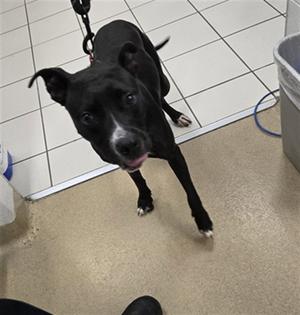 *MACEY, American Pit Bull Terrier, young, available for adoption