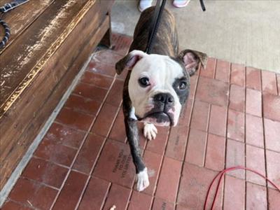 *ALTON, Boxer, young, available for adoption