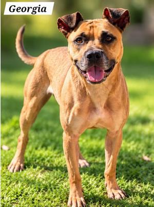 *GEORGIA, Boxer, adult, available for adoption