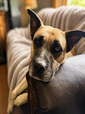 *SAKURA, German Shepherd Dog / Siberian Husky, adult, available for adoption