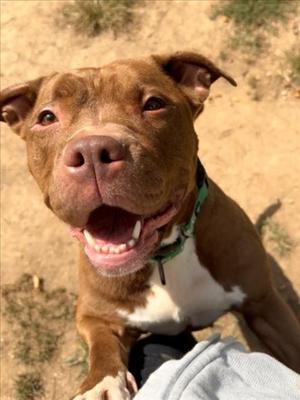 *ALTOONA, American Bulldog, senior, available for adoption