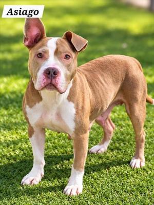 *ASIAGO, American Pit Bull Terrier, adult, available for adoption