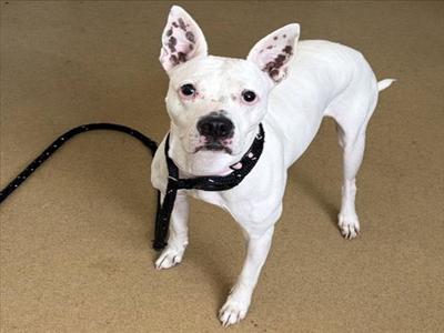 *MAGGIE, Boxer / Staffordshire Bull Terrier, senior, available for adoption