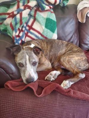 *NETTA, Boxer, senior, available for adoption