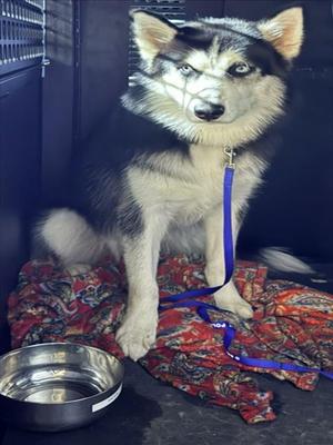 *LUKA, Siberian Husky, adult, available for adoption