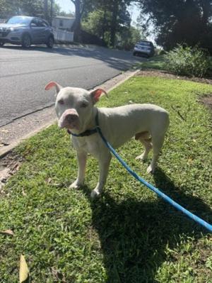 *IGNACIO, American Pit Bull Terrier, young, available for adoption