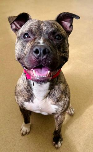 *LINKS, American Pit Bull Terrier, adult, available for adoption