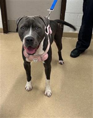 *PRINCE, American Pit Bull Terrier, adult, available for adoption