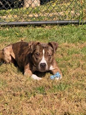A brown and white dog lying on the grass with a blue toy in its mouth.