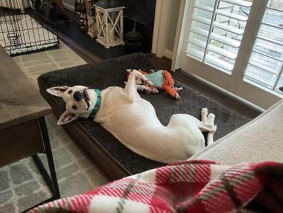 *MAGGIE, Boxer / Staffordshire Bull Terrier, senior, available for adoption