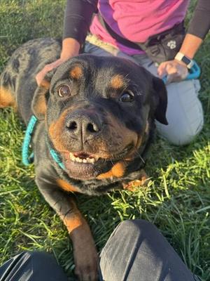 *FRANNY, Rottweiler, adult, available for adoption
