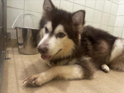 *FARKLE, Siberian Husky, adult, available for adoption