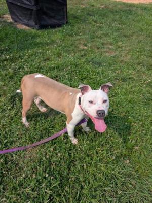 *BRINK, American Pit Bull Terrier, young, available for adoption
