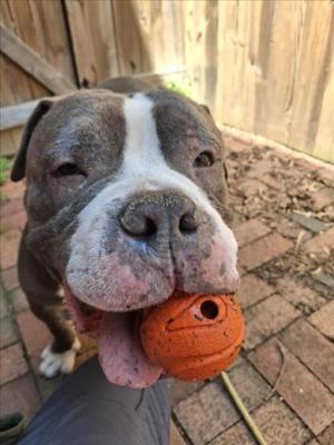 *SCOOBY, American Pit Bull Terrier, adult, available for adoption