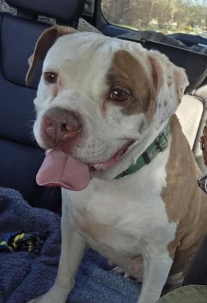 *ORDELIA, Boxer, senior, available for adoption